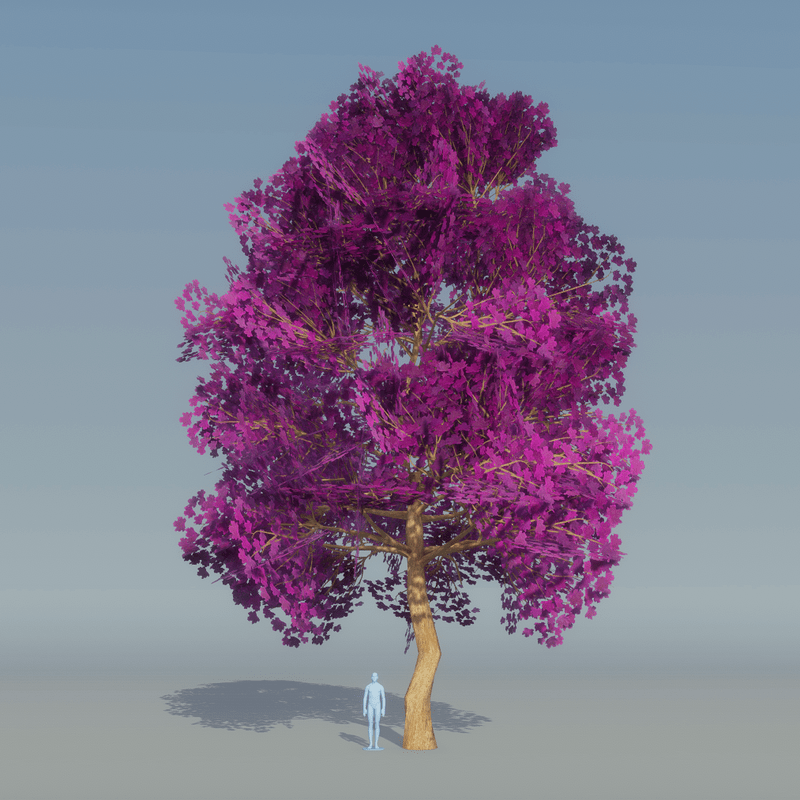 Maple Tree purple 5