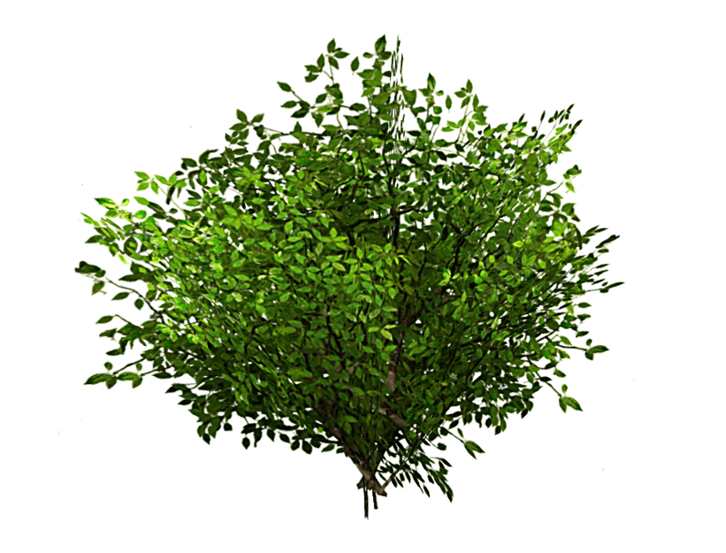 Bush - Green
