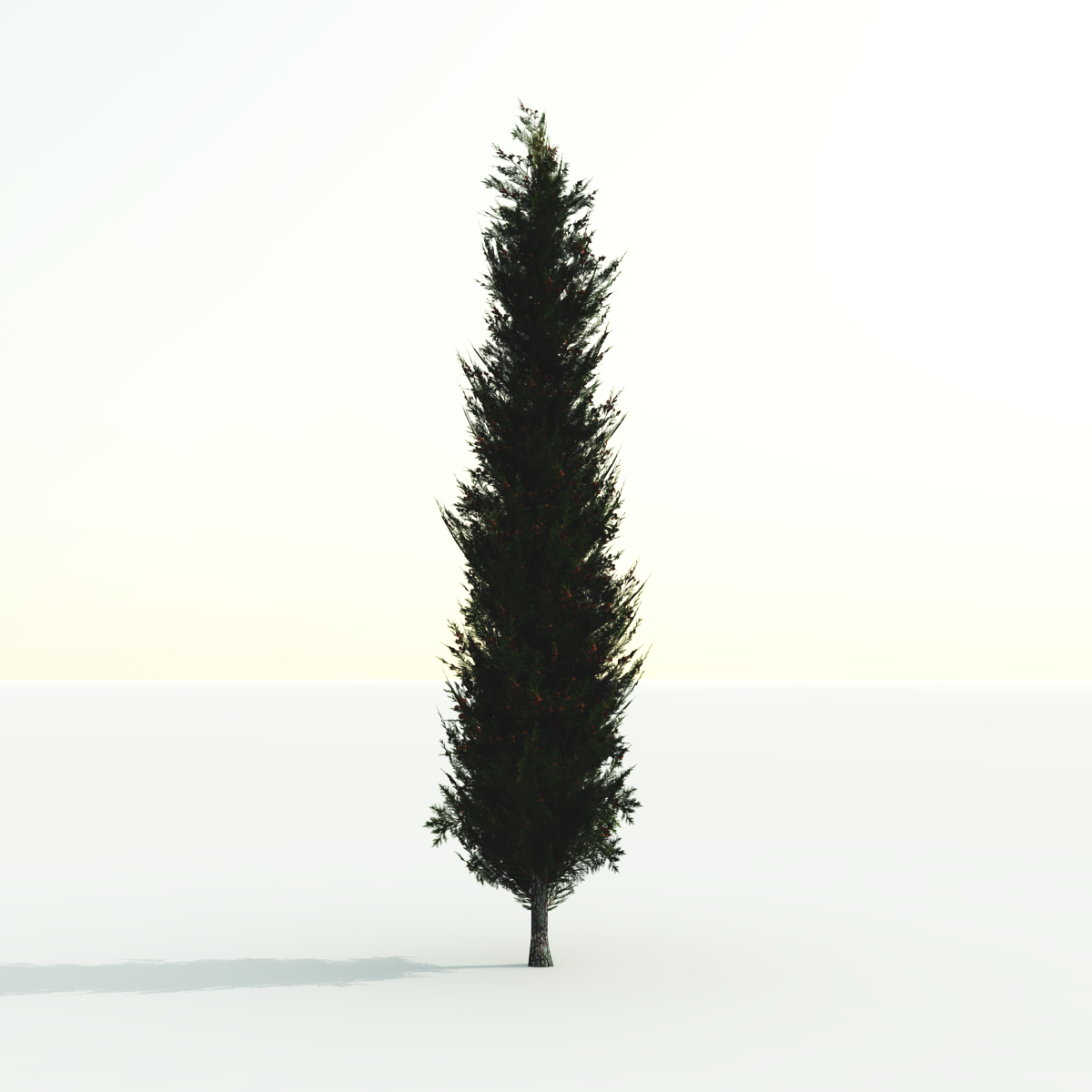 Cypress, animated with wind effect