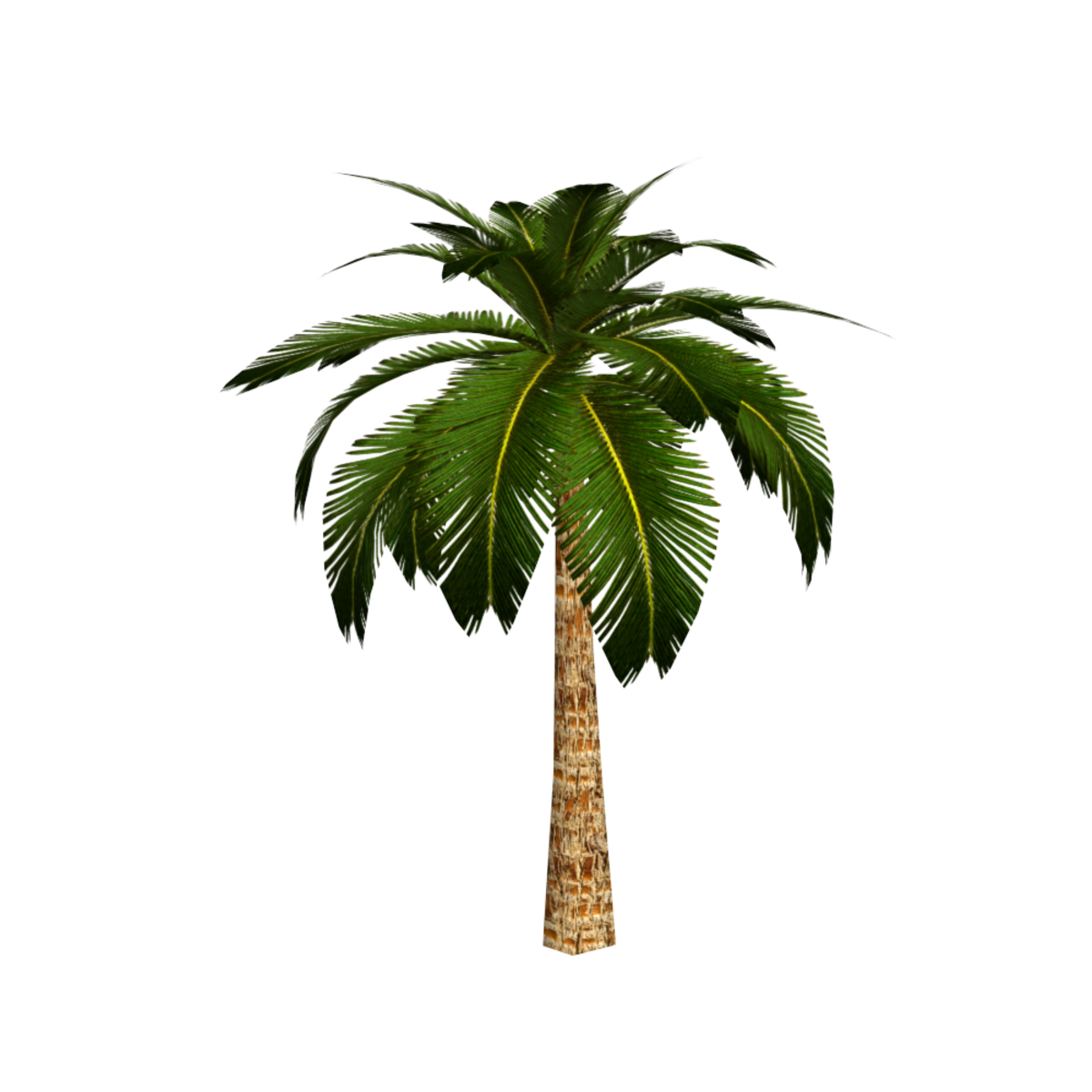 Palm Tree 2
