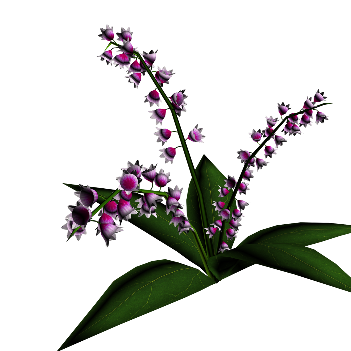 Lily of Valley Plant 7
