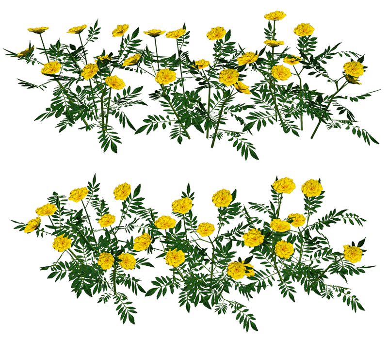 Marigold Bush Border
