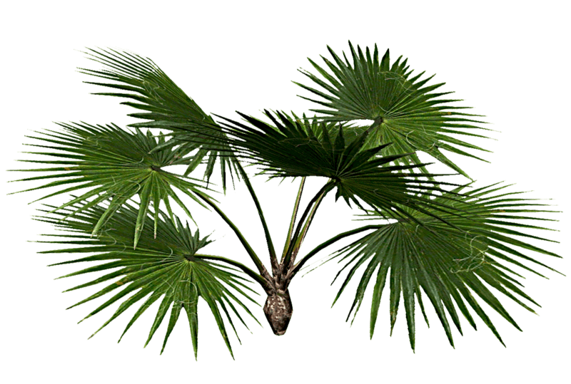 Fan Palm