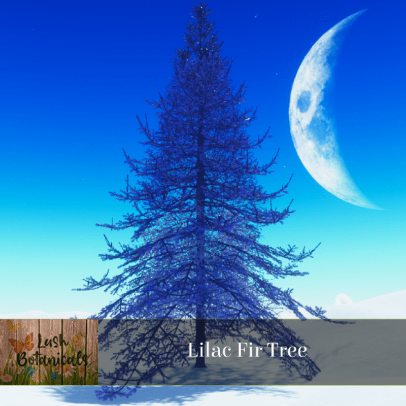 Lilac Fir Tree