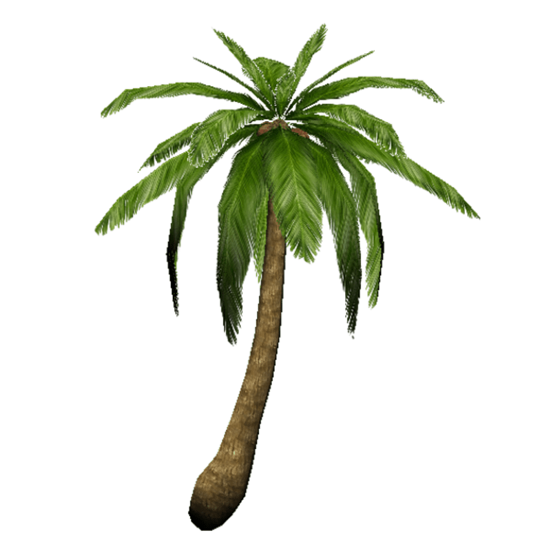 Palm Tree_01