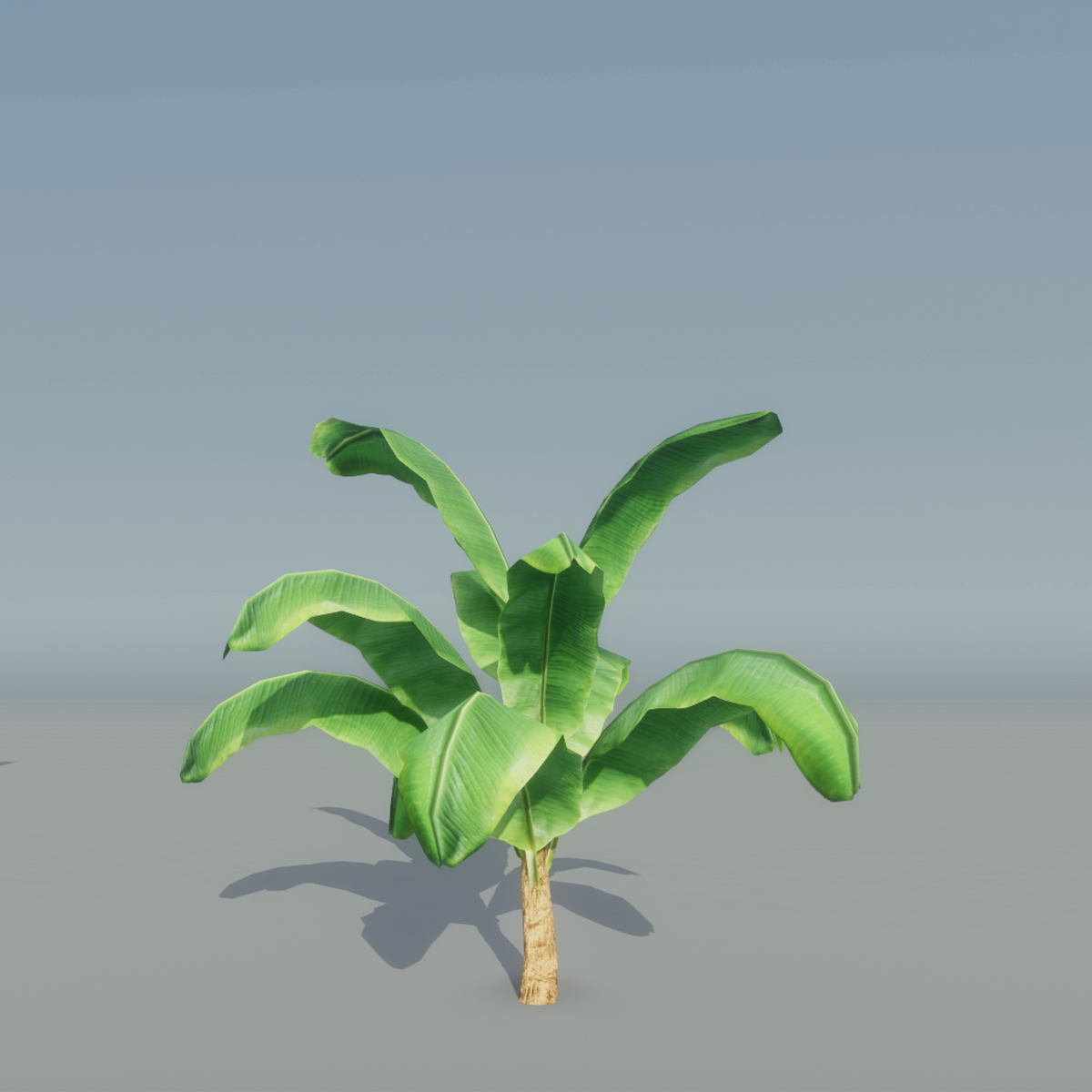 Banana Plant 2