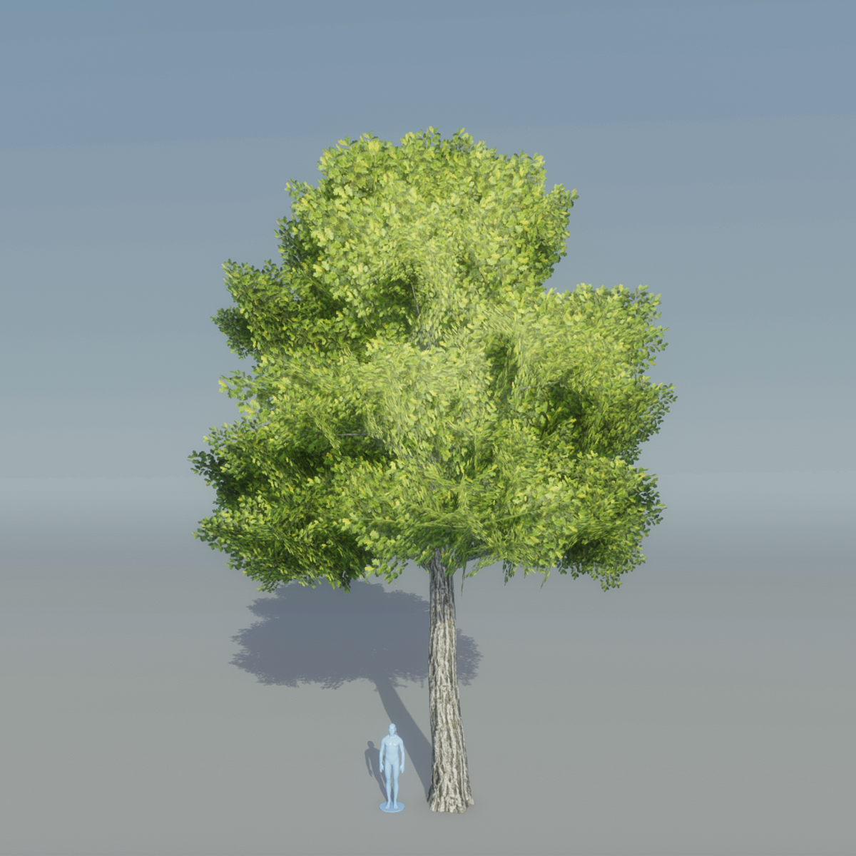 Oak Tree 1 (Ligth Green)