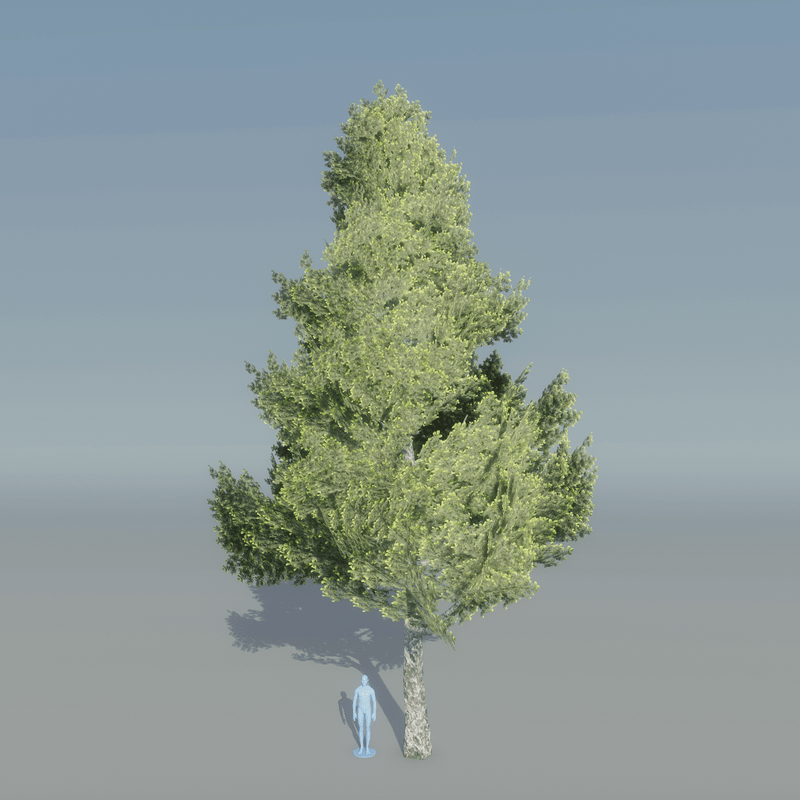 Spruce Tree 4