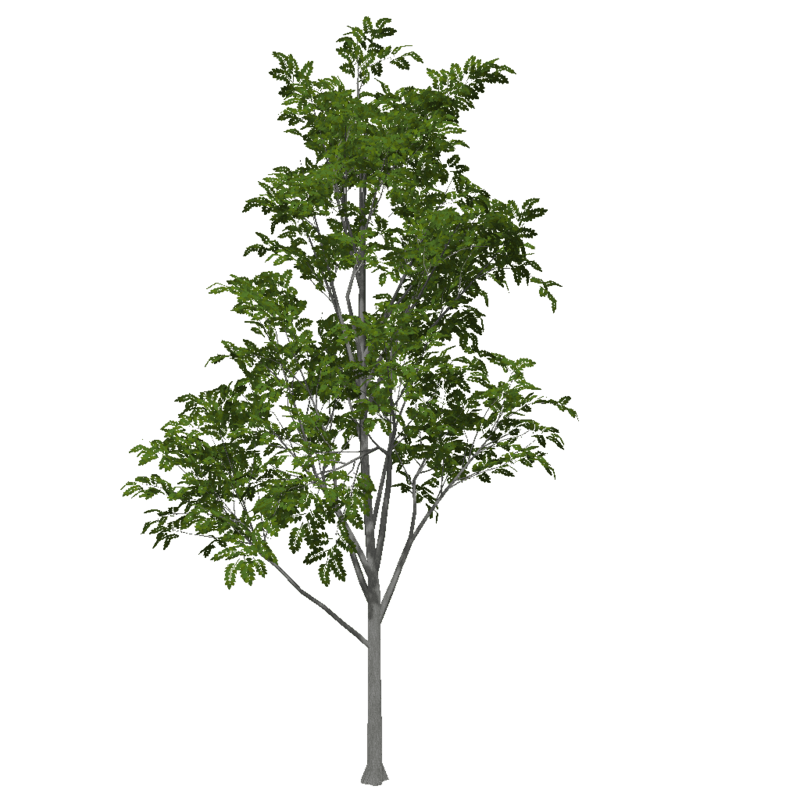 Ash Tree 2 (Low Detail)