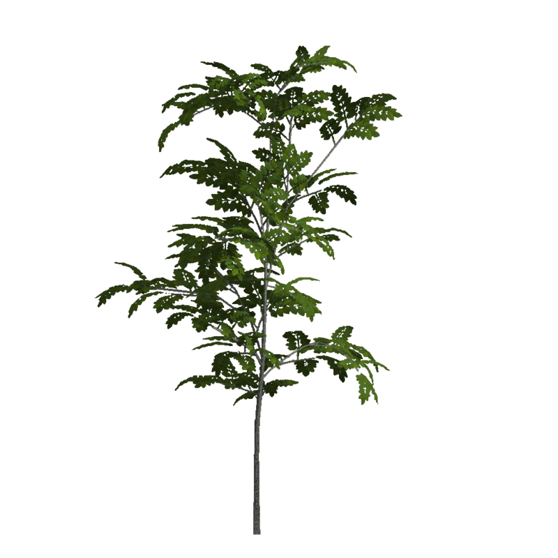 Ash Sapling 2 (Billboard)