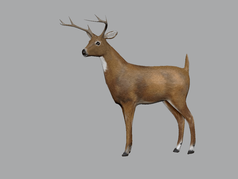 Buck Deer Looking Left