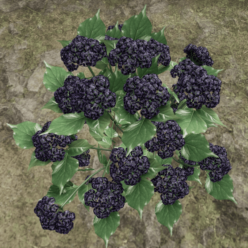HYDRANGEA_PLANT_VIOLET