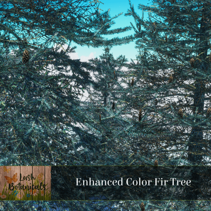 Enhanced Fir Tree