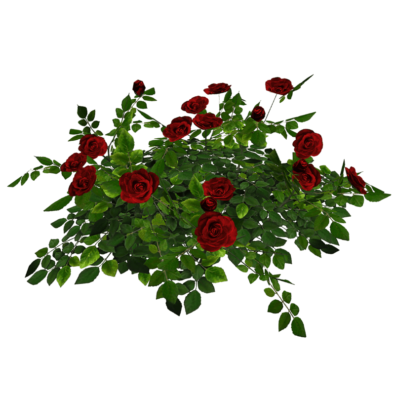 Rose Bush - Red