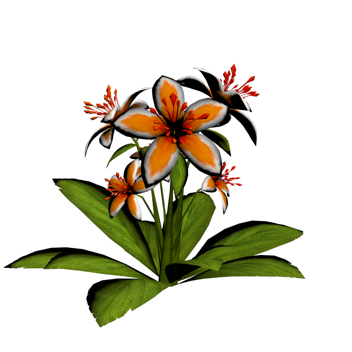 Lily Plant 15