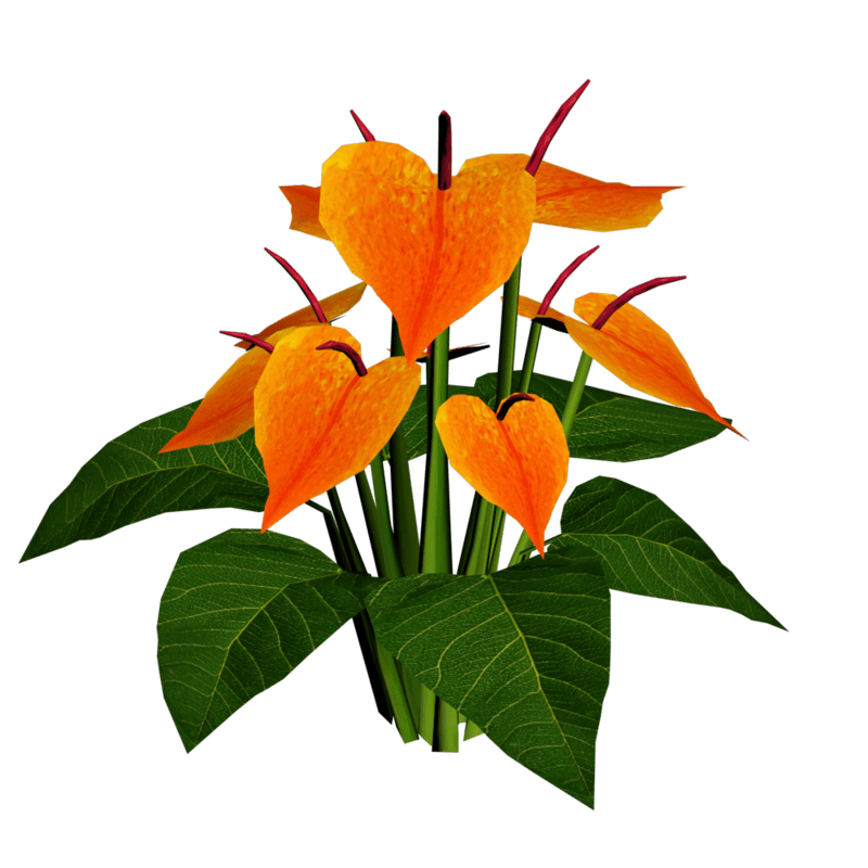 Anthuriums 1