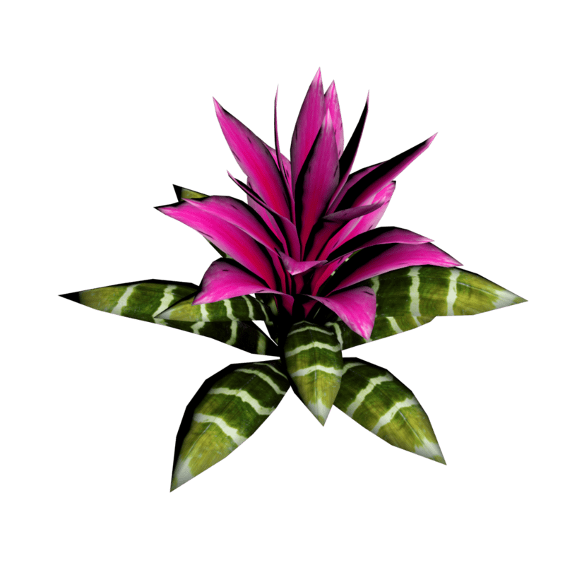 Bromeliad Plant 15
