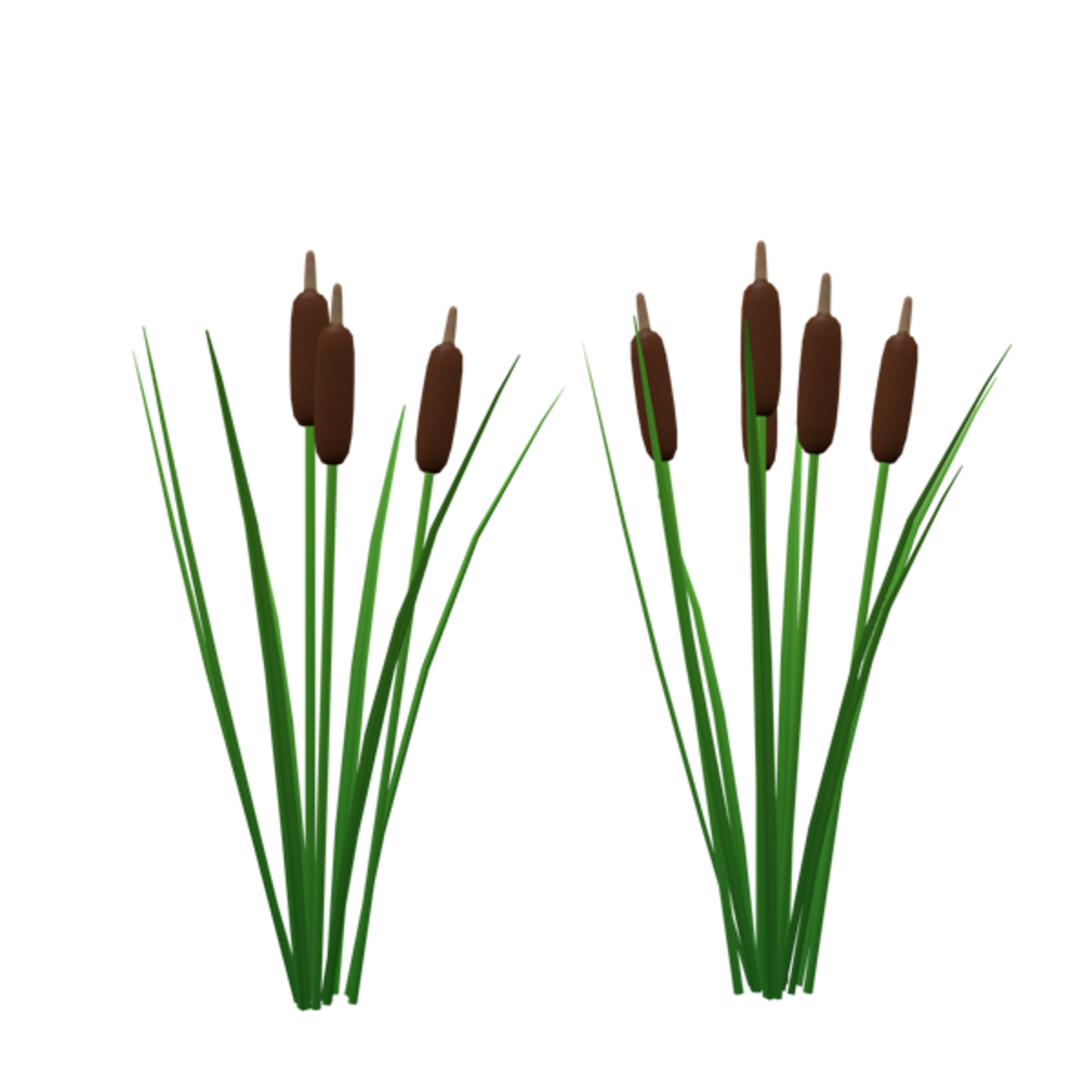 cattail - pond plants