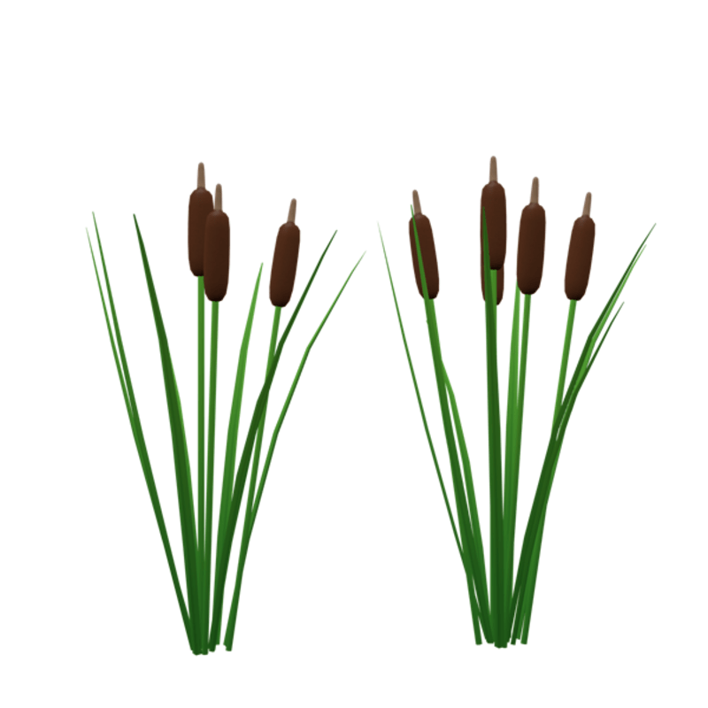 cattail - pond plants