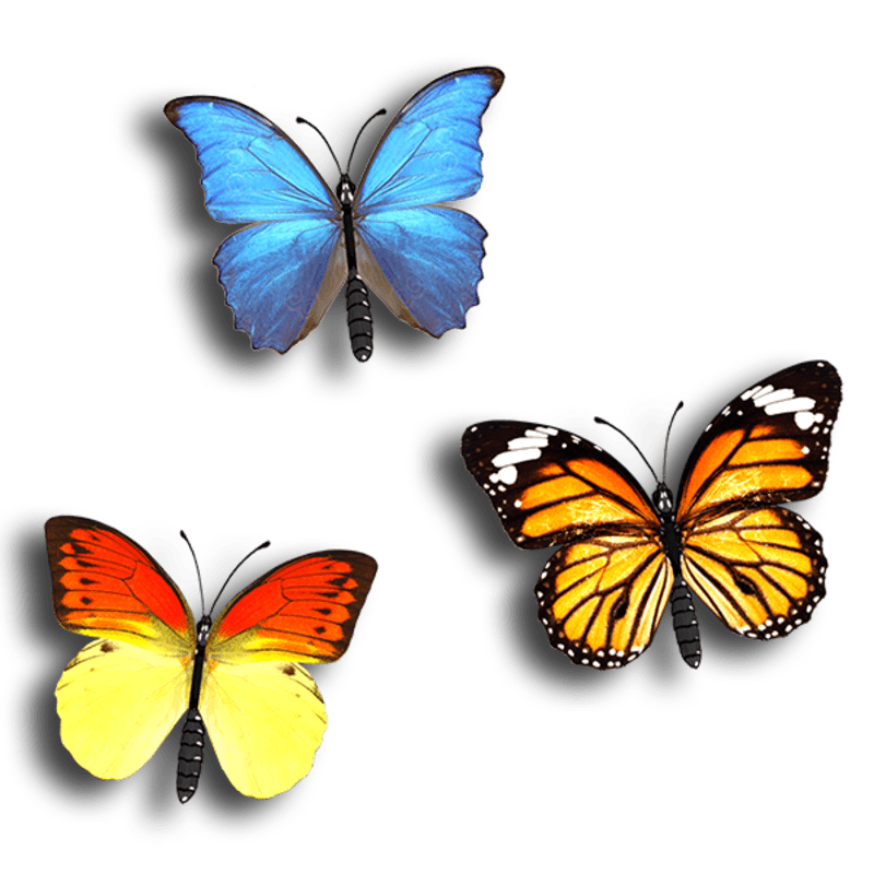 Animated Butterfly-Multi Color-Path
