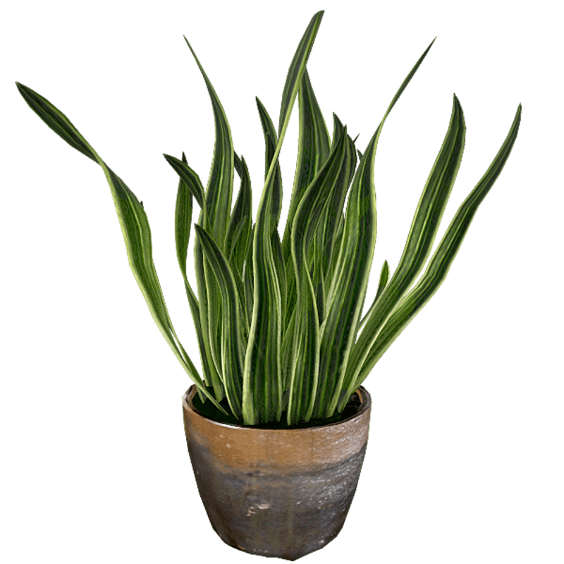 snake plant in Pot
