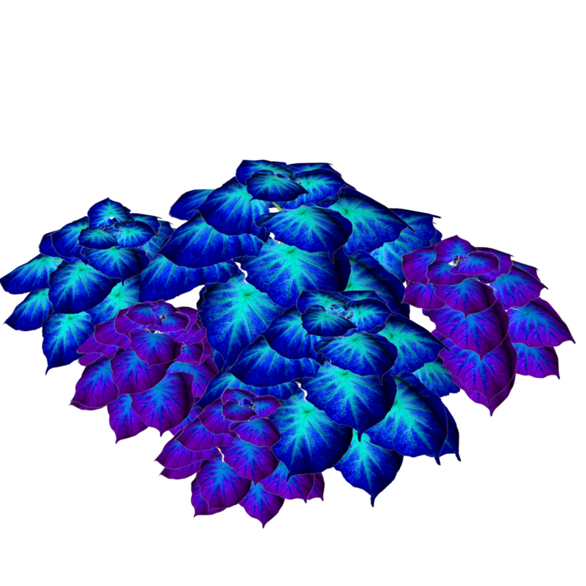 2 Color Caladiums 18