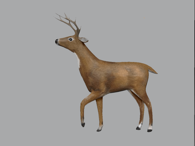 Buck Deer Head Raised