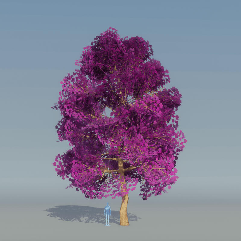 Maple Tree Purple 3