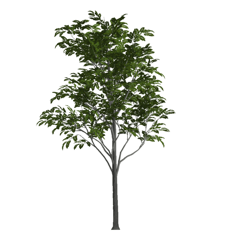 Ash Tree 3 (Billboard)