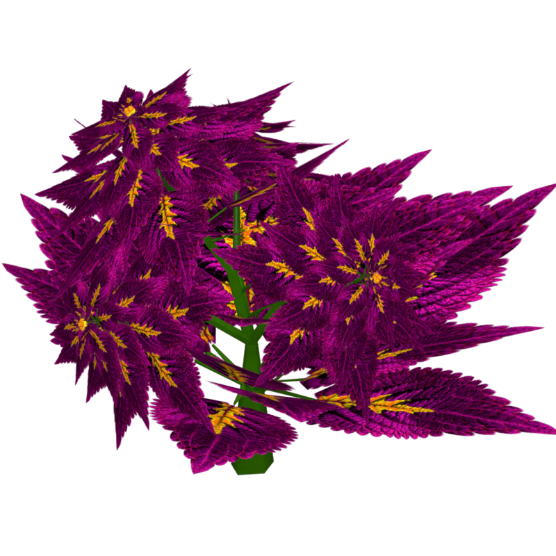 Coleus 13