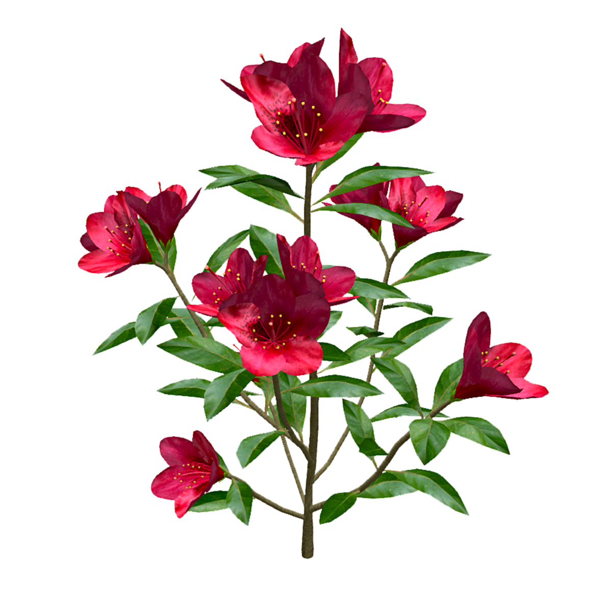 Red Rhododendron