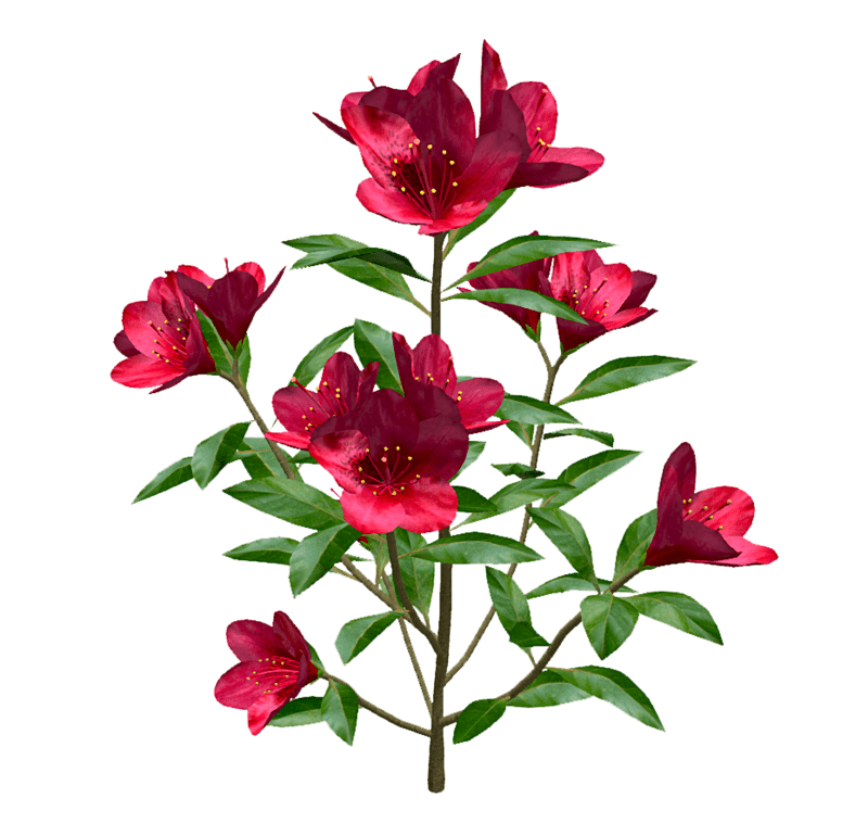 Red Rhododendron