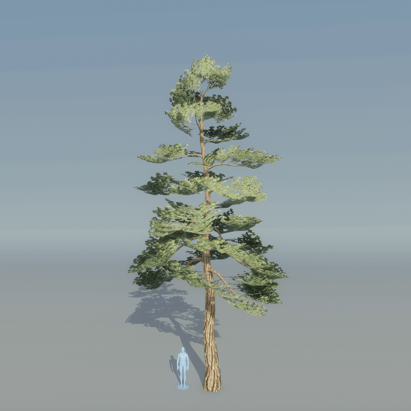 Pine Tree 3