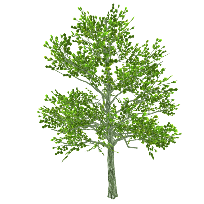 Oak Tree MD - SUMMER