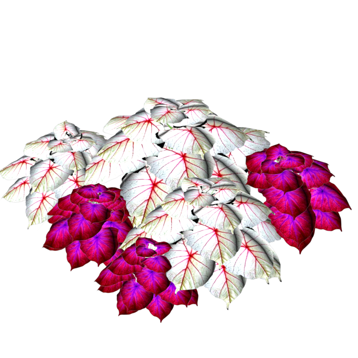 2 Color Caladiums 21