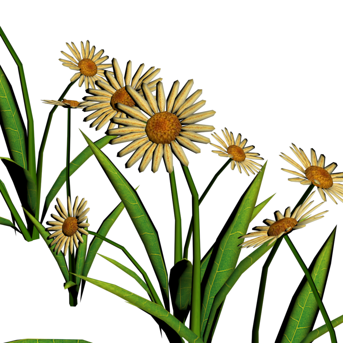 Daisies For Pathways 2