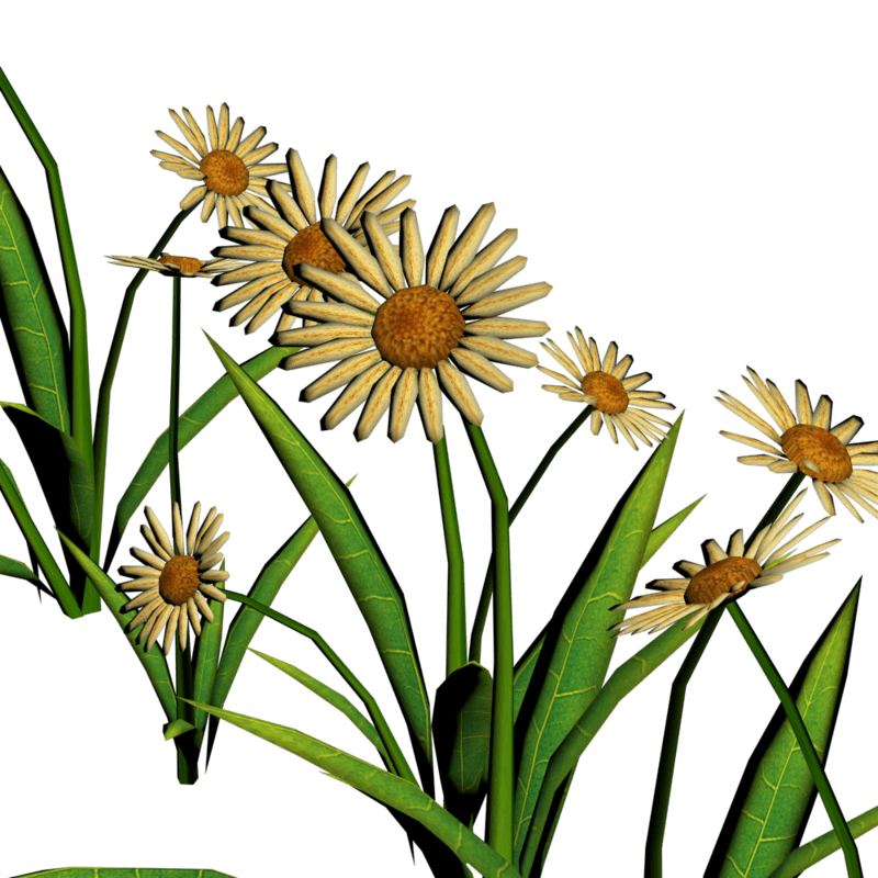 Daisies For Pathways 2