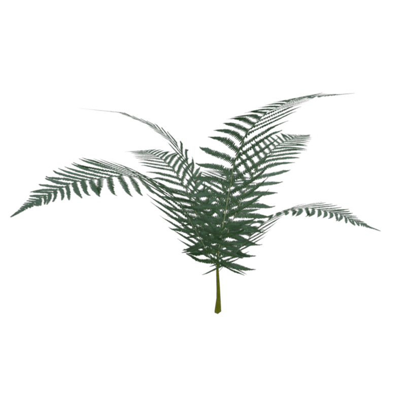 Fern02