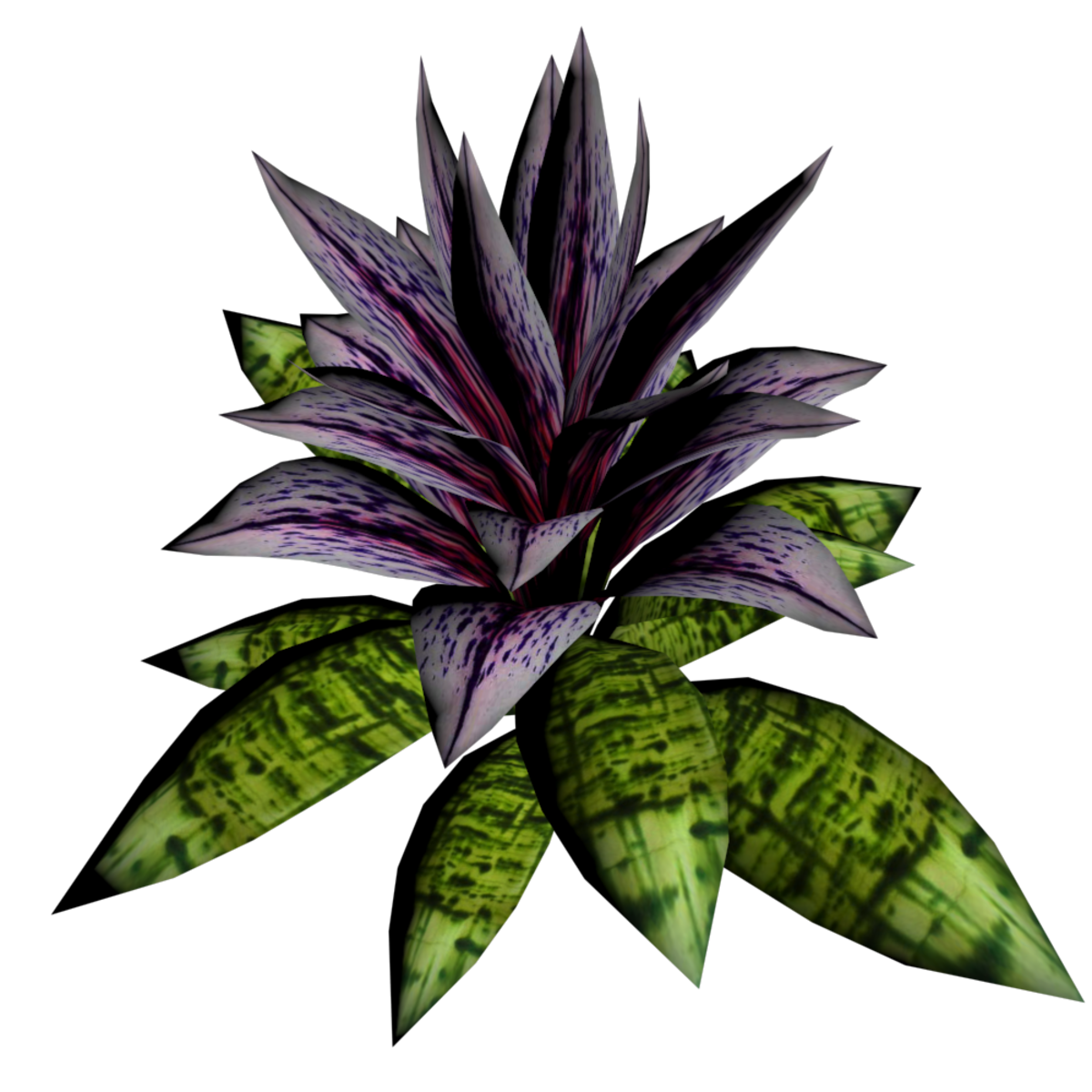 Bromeliad Plant 9