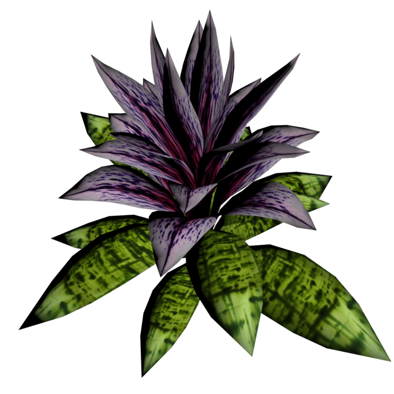 Bromeliad Plant 9