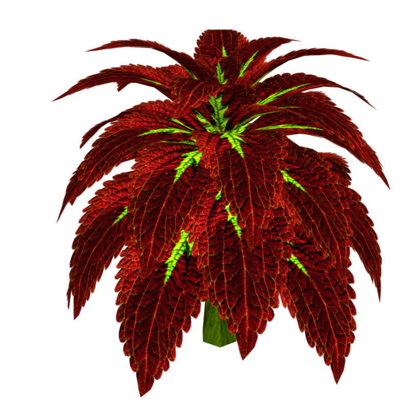 Coleus Plant 7