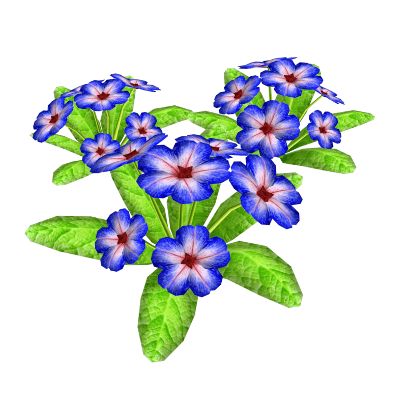 3 Groups of Primroses 10