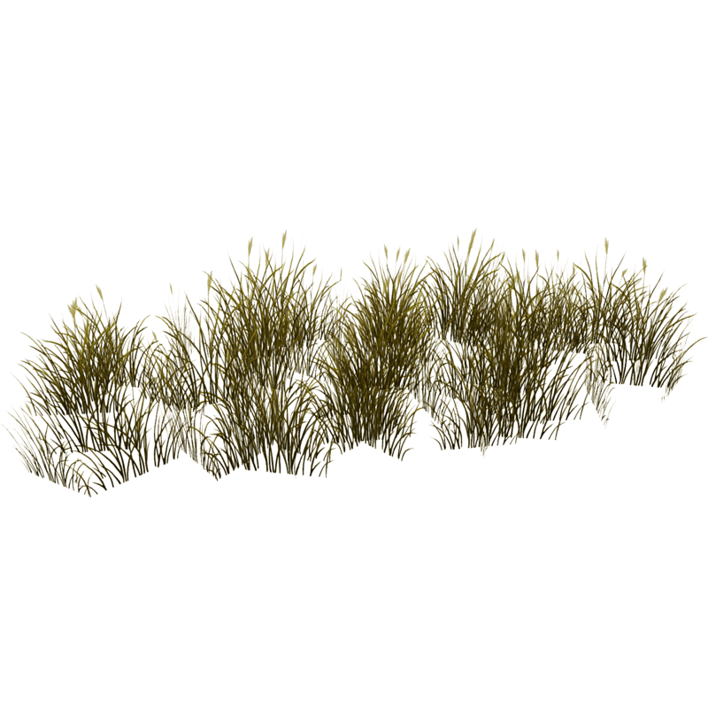 Grass Patch Dry Flowering_Oval