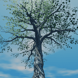 Sycamore Tree 1