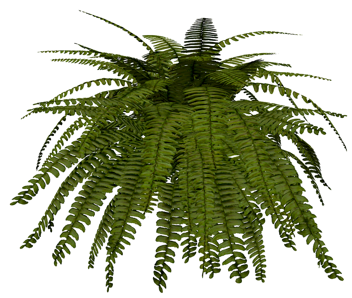 Boston Fern