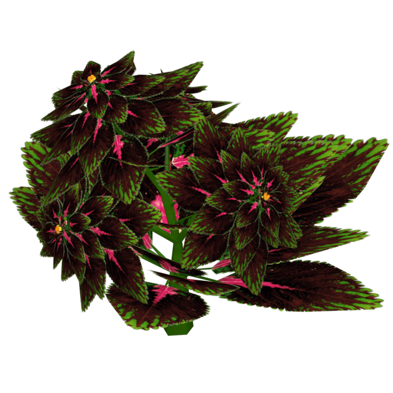 Coleus 20