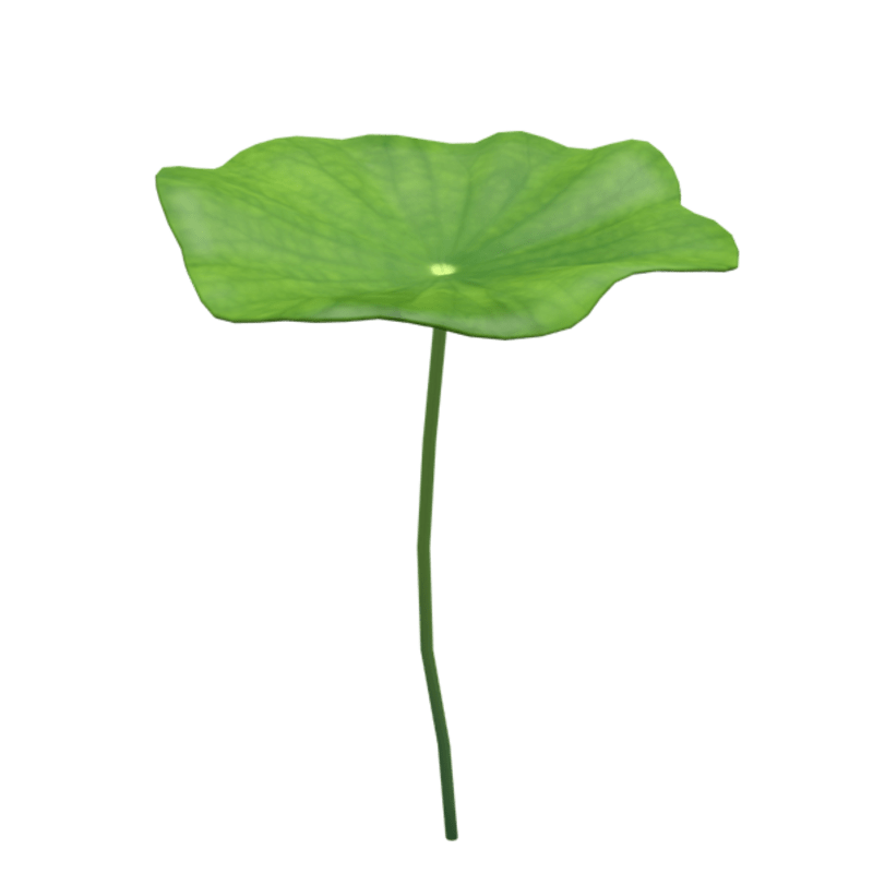 lotus leaf 3