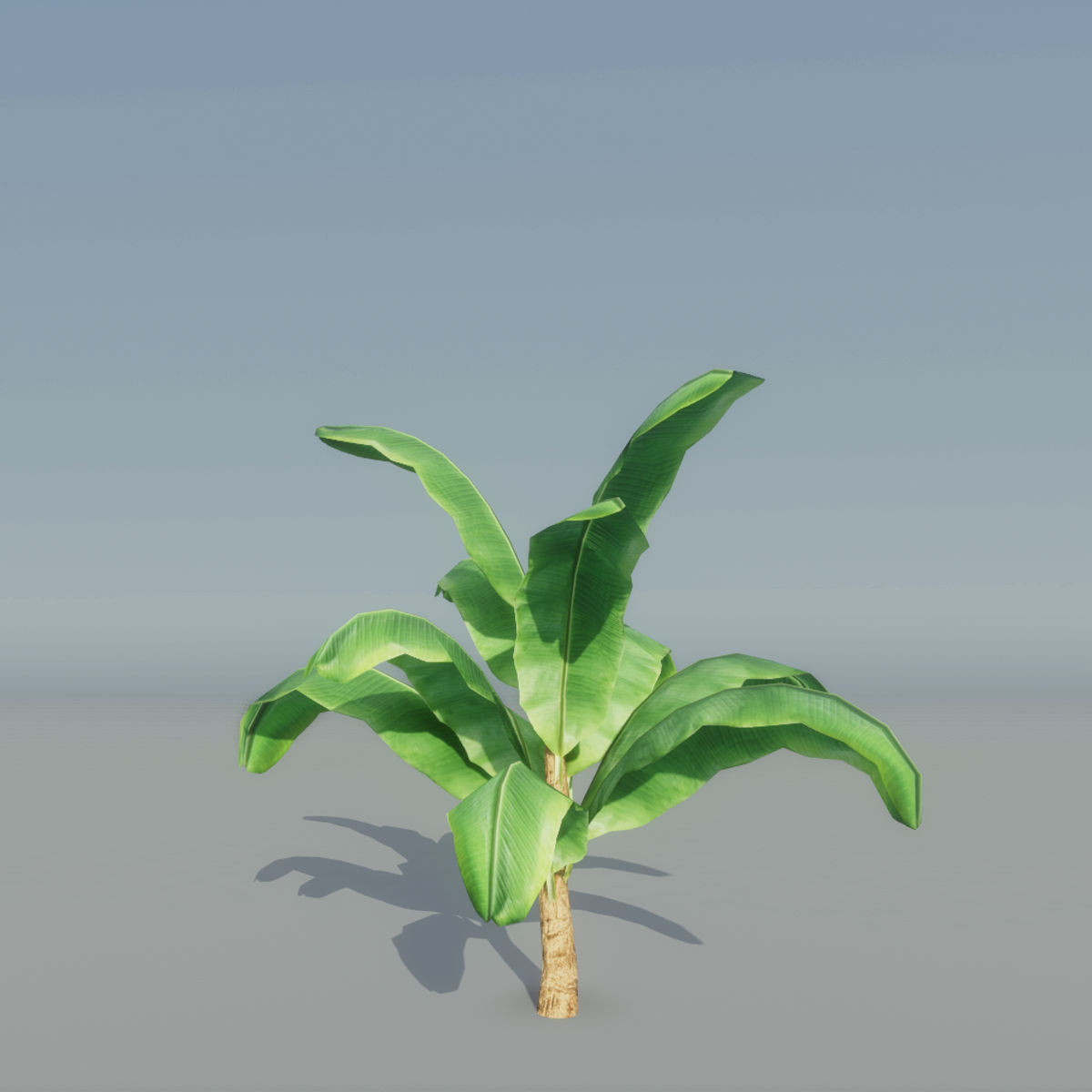 Banana Plant 1