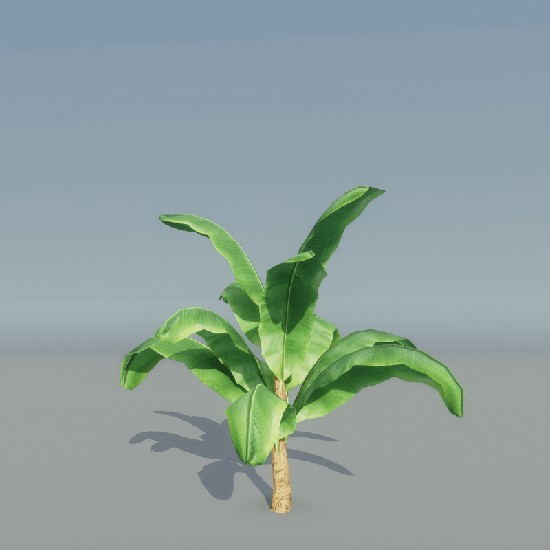 Banana Plant 1
