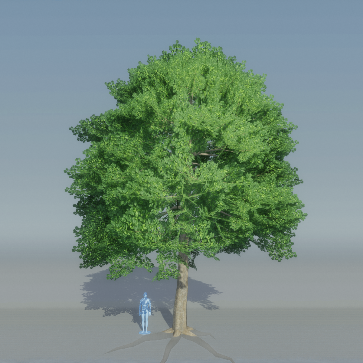 Beech Tree 2 with roots